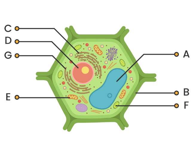 11-Struktur-Sel-Tumbuhan-Beserta-Fungsi-dan-Ciri-cirinya