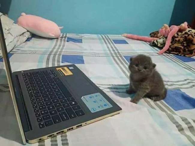 Gambar-Anak-Kucing-Lucu-dengan-Laptop