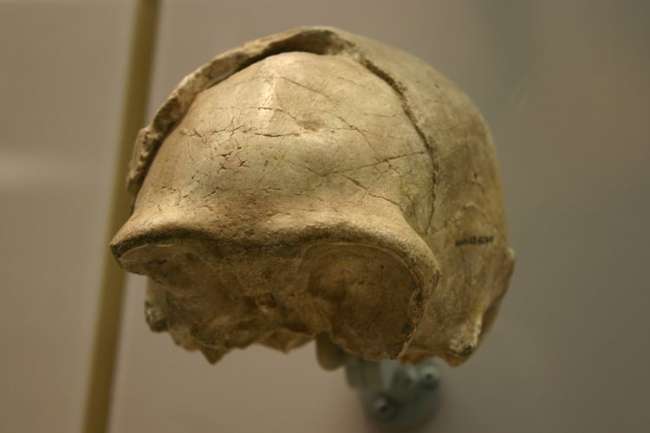 Ciri-Ciri-Homo-Soloensis