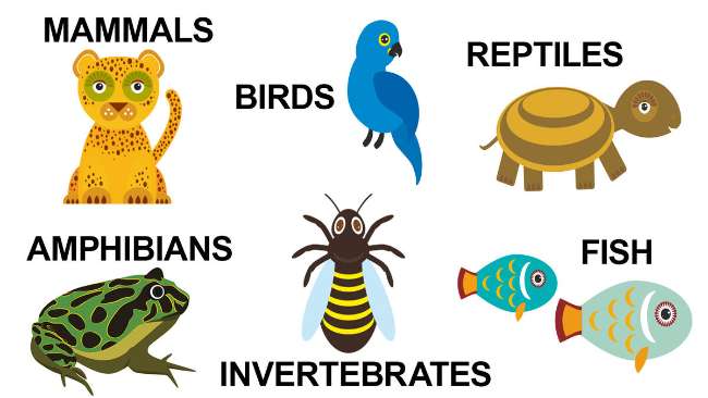 Klasifikasi-Makhluk-Hidup-dalam-Ilmu-Biologi,-Pengertian-Hingga-Sistemnya