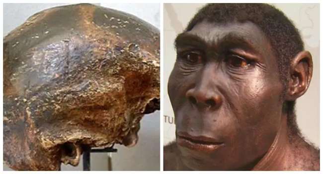 Mengulik-Sejarah-Penemuan-dan-Ciri-Ciri-Homo-Soloensis-Beserta-Faktor-Kepunahannya