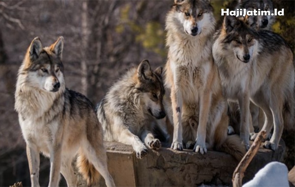 Kode Alam dan Arti Mimpi Melihat Anak Serigala