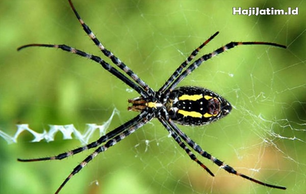 Kode Alam dan Tafsir Mimpi Melihat Laba-laba Besar