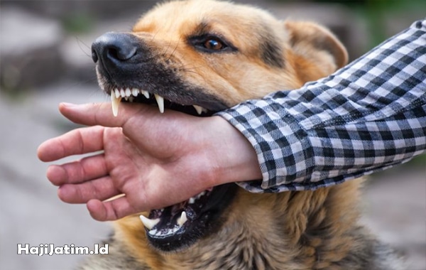 Kode Alam Digigit Anjing, Arti Mimpi Digigit Anjing Beserta Angka Main Akurat