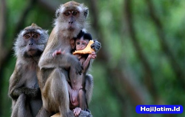 Kode Alam dan Arti Mimpi Monyet Masuk Rumah