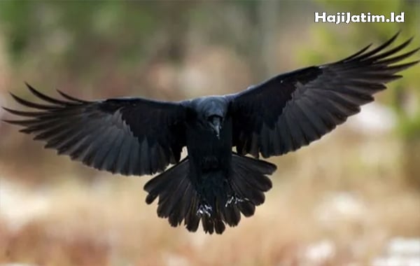 Kode Alam Burung Gagak: Misteri dan Makna di Balik Bulu Hitam