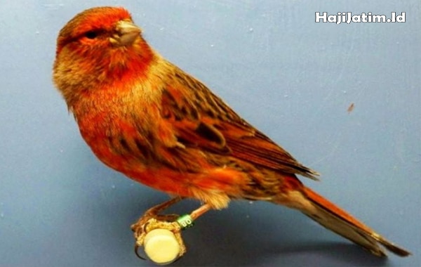 Kode Alam dan Arti Melihat Burung Kenari  Membangun Sarang