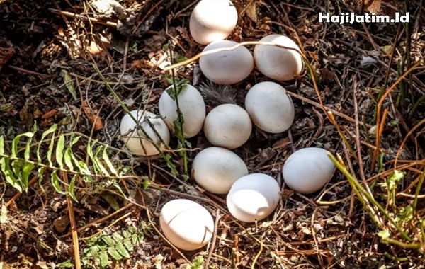 Kode Alam dan Arti Mimpi Mencari Telur Burung