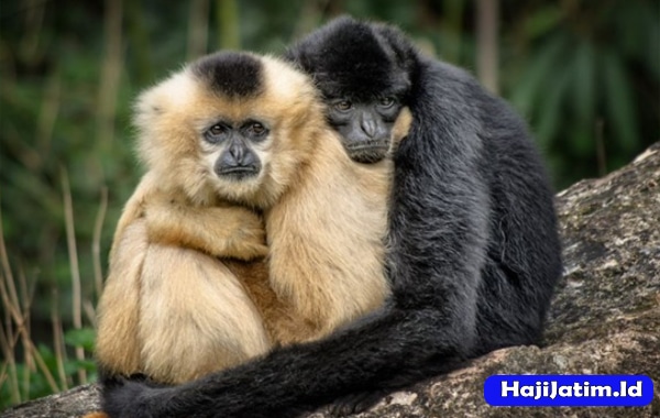 Kode Alam dan Arti Mimpi Melihat Monyet Makan Pisang