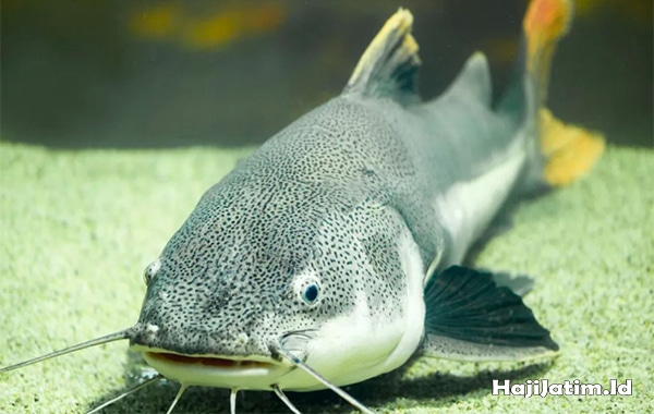 Kode Alam dan Arti Mimpi Dipatuk Ikan Lele
