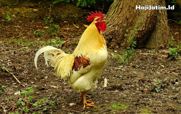 Kode Alam dan Arti Mendengar Ayam Betina Berkokok