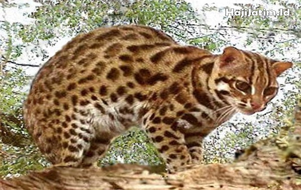 Kode Alam dan Arti Mimpi Digigit Macan di Tangan