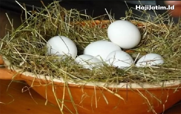 Kode Alam dan Arti Mimpi Melihat Telur Ayam