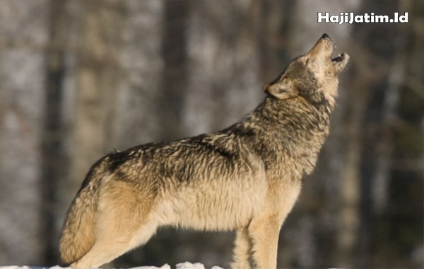 Kode Alam dan Arti Mimpi Mendengar Suara Serigala