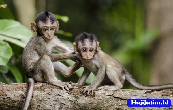 Kode Alam dan Arti Mimpi Memelihara Monyet