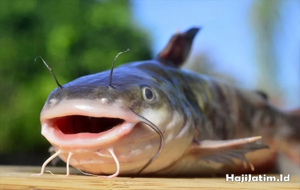 Kode Alam Arti Mimpi Melihat Ikan Lele Mati