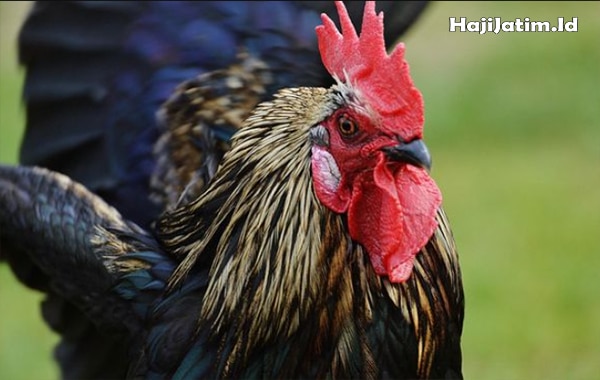 Kode Alam dan Arti Melihat Ayam Jantan Berkelahi