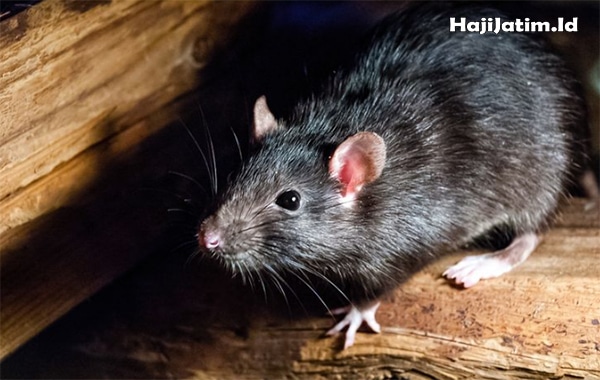 Kode Alam dan Arti Mimpi Melihat Tikus Makan