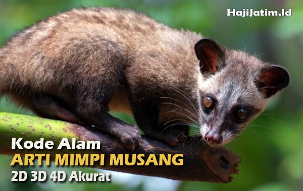 Kode-Alam-musang